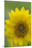 Canada, B.C, Vancouver Island. Deltoid Balsamroot-Kevin Oke-Mounted Photographic Print