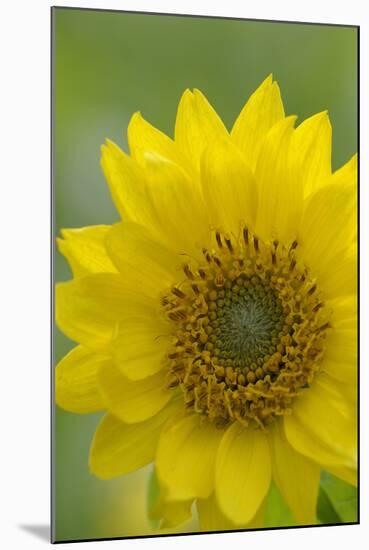 Canada, B.C, Vancouver Island. Deltoid Balsamroot-Kevin Oke-Mounted Photographic Print