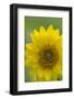 Canada, B.C, Vancouver Island. Deltoid Balsamroot-Kevin Oke-Framed Photographic Print