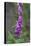 Canada, B.C, Vancouver Island. Foxglove, Digitalis Purpurea-Kevin Oke-Stretched Canvas