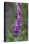 Canada, B.C, Vancouver Island. Foxglove, Digitalis Purpurea-Kevin Oke-Stretched Canvas