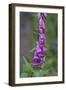 Canada, B.C, Vancouver Island. Foxglove, Digitalis Purpurea-Kevin Oke-Framed Photographic Print