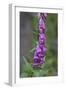 Canada, B.C, Vancouver Island. Foxglove, Digitalis Purpurea-Kevin Oke-Framed Photographic Print