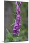 Canada, B.C, Vancouver Island. Foxglove, Digitalis Purpurea-Kevin Oke-Mounted Photographic Print