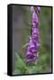 Canada, B.C, Vancouver Island. Foxglove, Digitalis Purpurea-Kevin Oke-Framed Stretched Canvas