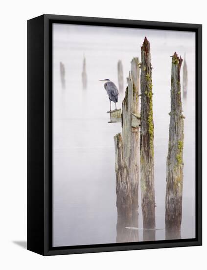 Canada, B.C, Vancouver Island. Great Blue Heron on an Old Piling-Kevin Oke-Framed Stretched Canvas