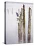 Canada, B.C, Vancouver Island. Great Blue Heron on an Old Piling-Kevin Oke-Stretched Canvas