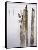 Canada, B.C, Vancouver Island. Great Blue Heron on an Old Piling-Kevin Oke-Framed Stretched Canvas