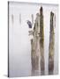 Canada, B.C, Vancouver Island. Great Blue Heron on an Old Piling-Kevin Oke-Stretched Canvas