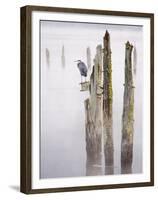 Canada, B.C, Vancouver Island. Great Blue Heron on an Old Piling-Kevin Oke-Framed Premium Photographic Print