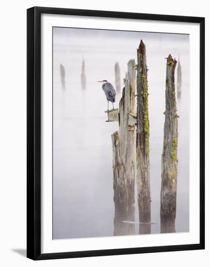 Canada, B.C, Vancouver Island. Great Blue Heron on an Old Piling-Kevin Oke-Framed Premium Photographic Print