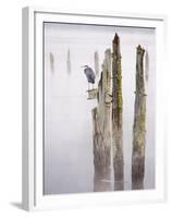 Canada, B.C, Vancouver Island. Great Blue Heron on an Old Piling-Kevin Oke-Framed Premium Photographic Print