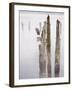 Canada, B.C, Vancouver Island. Great Blue Heron on an Old Piling-Kevin Oke-Framed Premium Photographic Print