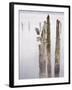 Canada, B.C, Vancouver Island. Great Blue Heron on an Old Piling-Kevin Oke-Framed Premium Photographic Print