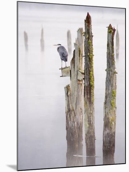 Canada, B.C, Vancouver Island. Great Blue Heron on an Old Piling-Kevin Oke-Mounted Premium Photographic Print