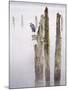 Canada, B.C, Vancouver Island. Great Blue Heron on an Old Piling-Kevin Oke-Mounted Premium Photographic Print