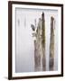 Canada, B.C, Vancouver Island. Great Blue Heron on an Old Piling-Kevin Oke-Framed Premium Photographic Print
