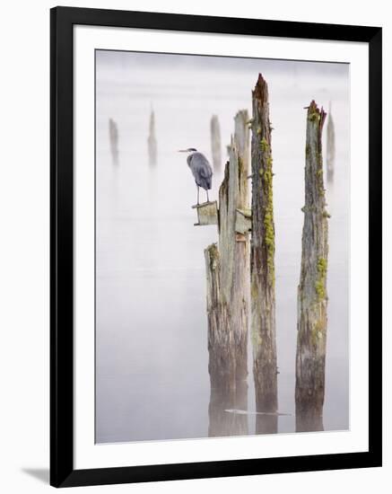 Canada, B.C, Vancouver Island. Great Blue Heron on an Old Piling-Kevin Oke-Framed Premium Photographic Print