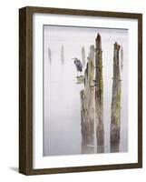 Canada, B.C, Vancouver Island. Great Blue Heron on an Old Piling-Kevin Oke-Framed Photographic Print