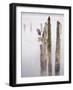 Canada, B.C, Vancouver Island. Great Blue Heron on an Old Piling-Kevin Oke-Framed Photographic Print