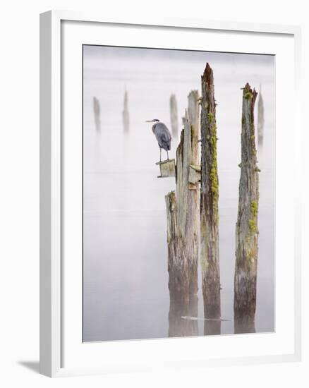 Canada, B.C, Vancouver Island. Great Blue Heron on an Old Piling-Kevin Oke-Framed Photographic Print