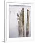 Canada, B.C, Vancouver Island. Great Blue Heron on an Old Piling-Kevin Oke-Framed Photographic Print