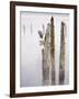 Canada, B.C, Vancouver Island. Great Blue Heron on an Old Piling-Kevin Oke-Framed Photographic Print