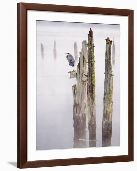 Canada, B.C, Vancouver Island. Great Blue Heron on an Old Piling-Kevin Oke-Framed Photographic Print