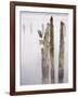 Canada, B.C, Vancouver Island. Great Blue Heron on an Old Piling-Kevin Oke-Framed Photographic Print