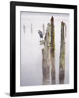 Canada, B.C, Vancouver Island. Great Blue Heron on an Old Piling-Kevin Oke-Framed Photographic Print