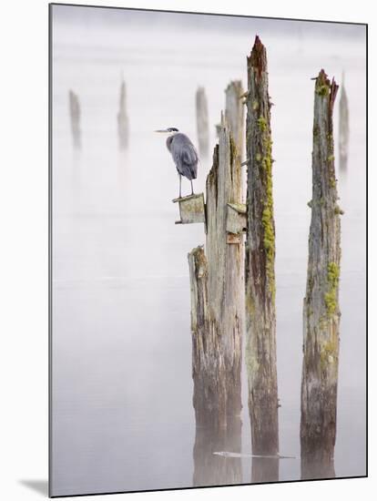 Canada, B.C, Vancouver Island. Great Blue Heron on an Old Piling-Kevin Oke-Mounted Photographic Print