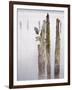 Canada, B.C, Vancouver Island. Great Blue Heron on an Old Piling-Kevin Oke-Framed Photographic Print