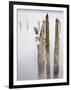 Canada, B.C, Vancouver Island. Great Blue Heron on an Old Piling-Kevin Oke-Framed Photographic Print