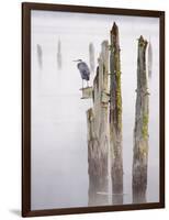 Canada, B.C, Vancouver Island. Great Blue Heron on an Old Piling-Kevin Oke-Framed Photographic Print