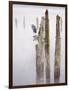 Canada, B.C, Vancouver Island. Great Blue Heron on an Old Piling-Kevin Oke-Framed Photographic Print