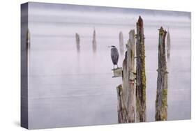 Canada, B.C, Vancouver Island. Great Blue Heron on an Old Piling-Kevin Oke-Stretched Canvas