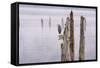 Canada, B.C, Vancouver Island. Great Blue Heron on an Old Piling-Kevin Oke-Framed Stretched Canvas