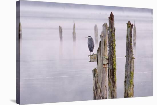 Canada, B.C, Vancouver Island. Great Blue Heron on an Old Piling-Kevin Oke-Stretched Canvas