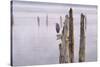 Canada, B.C, Vancouver Island. Great Blue Heron on an Old Piling-Kevin Oke-Stretched Canvas