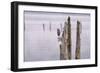 Canada, B.C, Vancouver Island. Great Blue Heron on an Old Piling-Kevin Oke-Framed Photographic Print