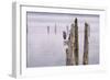 Canada, B.C, Vancouver Island. Great Blue Heron on an Old Piling-Kevin Oke-Framed Photographic Print