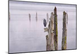 Canada, B.C, Vancouver Island. Great Blue Heron on an Old Piling-Kevin Oke-Mounted Photographic Print