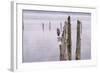 Canada, B.C, Vancouver Island. Great Blue Heron on an Old Piling-Kevin Oke-Framed Photographic Print