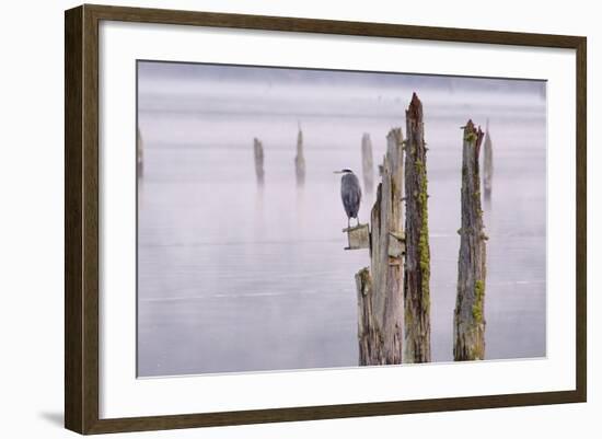 Canada, B.C, Vancouver Island. Great Blue Heron on an Old Piling-Kevin Oke-Framed Photographic Print