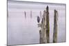 Canada, B.C, Vancouver Island. Great Blue Heron on an Old Piling-Kevin Oke-Mounted Photographic Print