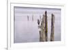 Canada, B.C, Vancouver Island. Great Blue Heron on an Old Piling-Kevin Oke-Framed Photographic Print