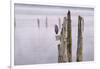 Canada, B.C, Vancouver Island. Great Blue Heron on an Old Piling-Kevin Oke-Framed Photographic Print