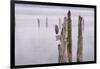 Canada, B.C, Vancouver Island. Great Blue Heron on an Old Piling-Kevin Oke-Framed Photographic Print