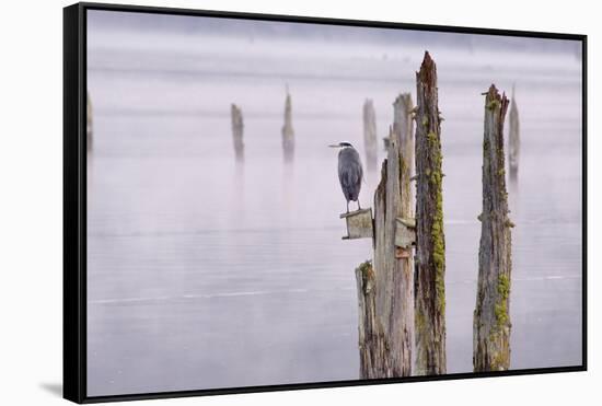 Canada, B.C, Vancouver Island. Great Blue Heron on an Old Piling-Kevin Oke-Framed Stretched Canvas