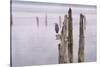 Canada, B.C, Vancouver Island. Great Blue Heron on an Old Piling-Kevin Oke-Stretched Canvas